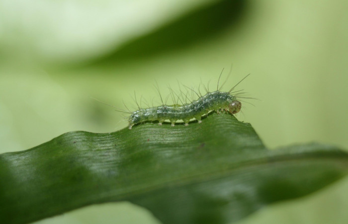 Figura 4. Detalle lateral, <i>Rivula pusilla</i> (Erebidae). (11-SRNP-23280-DHJ492838).