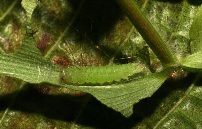 Figura 5. Detalle lateral <i>Rivula pusilla</i> (Erebidae). (11-SRNP-33245-DHJ484626).