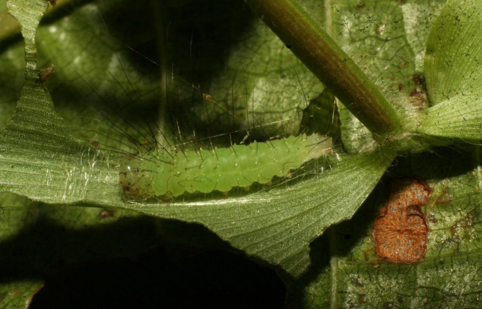 Figura 7. Detalle lateral, <i>Rivula pusilla</i> (Erebidae). (11-SRNP-33245-DHJ484631)