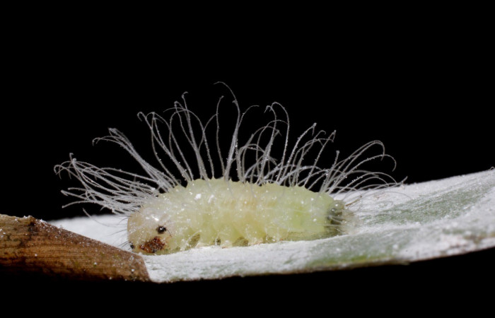 Figura 12. Detalle lateral, <i>Rivula</i> Janzen40 (Erebidae). (14-SRNP-44274-DHJ803313).