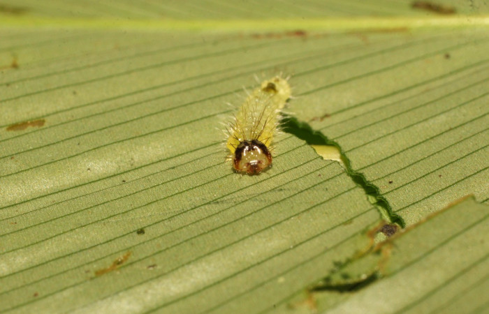Figura 13. Detalle de alimentación, <i>Rivula</i> Poole01 (Erebidae). (20-SRNP-36135-DHJ770755).      