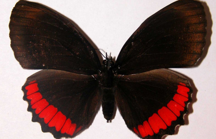 Figura 19. Adulto de <i>Biblis</i> aganisaDHJ01 (Nymphalidae), macho vista dorsal, localidad Sendero Puertas Sector Del Oro ACG (400m). Voucher;  02-SRNP-27761-DHJ34752.jpg.