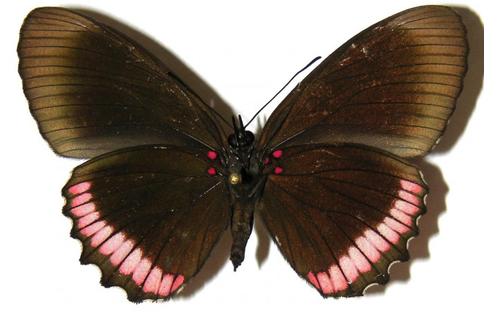 Figura 13. Adulto de <i>Biblis</i> aganisaDHJ02 (Nymphalidae), hembra vista ventral, localidad Sendero Moraga Sector Del Oro ACG (400m). Voucher: 04-SRNP-26165-DHJ309253.jpg.