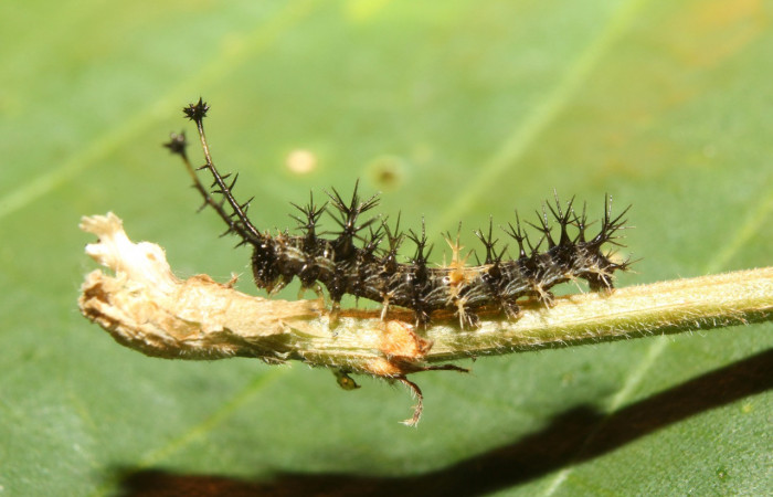 Figura 3. Larvitas <i>Biblis</i> aganisaDHJ02 (Nymphalidae), tercer estadío (PPU) vista lateral, localidad Vochysia Sector Rincón Rain Forest ACG (320m). Voucher: 17-SRNP-70834-DHJ737293.jpg.