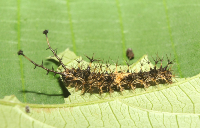 Figura 5. Larva <i>Biblis</i> aganisaDHJ02 (Nymphalidae), penúltimo estadío (PU) vista lateral, localidad Sendero Manguera Sector Pitilla ACG (470m). Voucher:17-SRNP-70834-DHJ737295.jpg.
