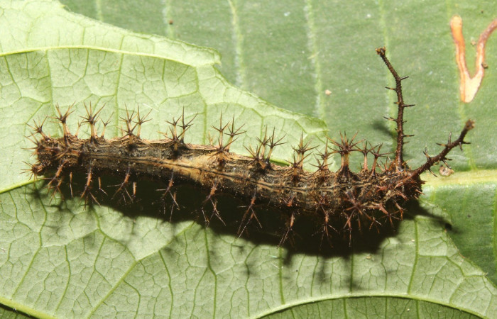 Figura 7. Larva <i>Biblis</i> aganisaDHJ02 (Nymphalidae), último estadío (U) vista lateral, localidad Sendero Manguera Sector Pitilla ACG (470m). Voucher:17-SRNP-70834-DHJ737306.jpg.