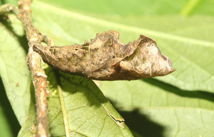 Figura 8. Pupa de <i>Biblis</i> aganisaDHJ02 (Nymphalidae), vista lateral, localidad Sendero Manguera Sector Pitilla ACG (470m). Voucher:17-SRNP-70834-DHJ737309.jpg.