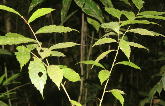 Figura 25. Planta hospedera de <i>Biblis</i> aganisaDHJ02 (Nymphalidae, esta planta se llama <i>Acidoton nicaraguensis</i> (Euphorbiaceae), localidad Sendero Manguera, Estación Quica Sector Pitilla ACG (470m). Foto; Ricardo Calero, 05 Octubre 2022.