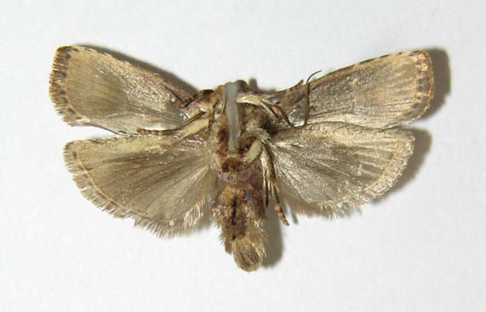 Figura 8. Adulto de <i>Chlamydastis christhompsoni</i> (Depressariidae), macho vista ventral, localidad Quebrada Cementerio, Sector San Cristóbal ACG (700m). Voucher: 03-SRNP-5656-DHJ340319.jpg.