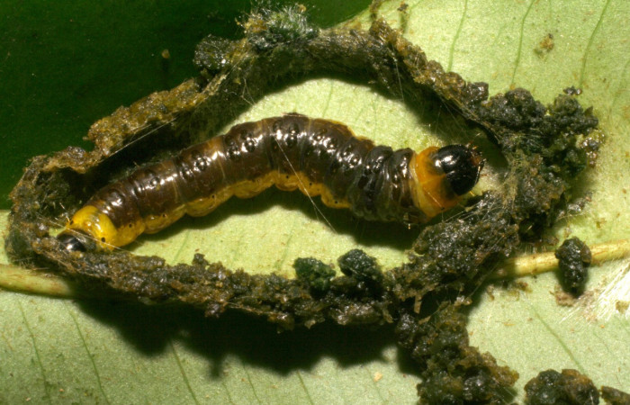 Figura 16. Larva <i>Chlamydastis montywoodi</i> (Depressariidae), último estadío (U) vista dorsal, localidad Sendero Perdido, Sector San Cristóbal ACG (620m). Voucher: 05-SRNP-4827-DHJ403178.jpg.