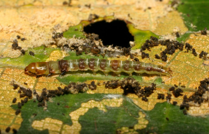 Figura 13. Larva <i>Chlamydastis vitorbeckeri</i> (Depressariidae), penúltimo estadío (PU) vista lateral, localidad Pasmompa, Sector Pitilla ACG (440m). Voucher: 07-SRNP-31636-DHJ419944.jpg.