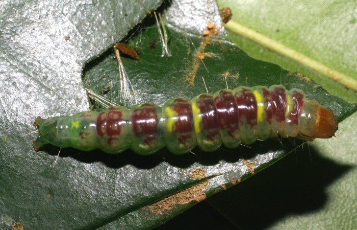 Figura 4. Larva <i>Chlamydastis christhompsoni</i> (Depressariidae), último estadío (U) vista dorsal, localidad Tangelo, Sector Del Oro ACG (410m). Voucher: 09-SRNP-20126-DHJ450642.jpg.