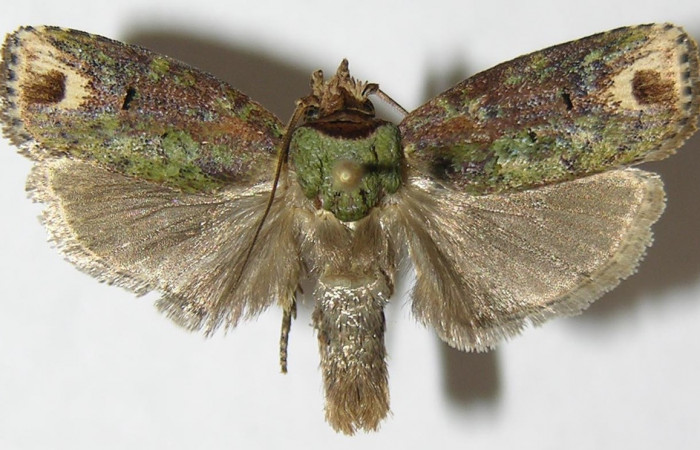 Figura 9. Adulto de <i>Chlamydastis christhompsoni</i> (Depressariidae), hembra vista dorsal, localidad Tangelo, Sector Del Oro ACG (410m). Voucher: 09-SRNP-20126-DHJ503422.jpg.