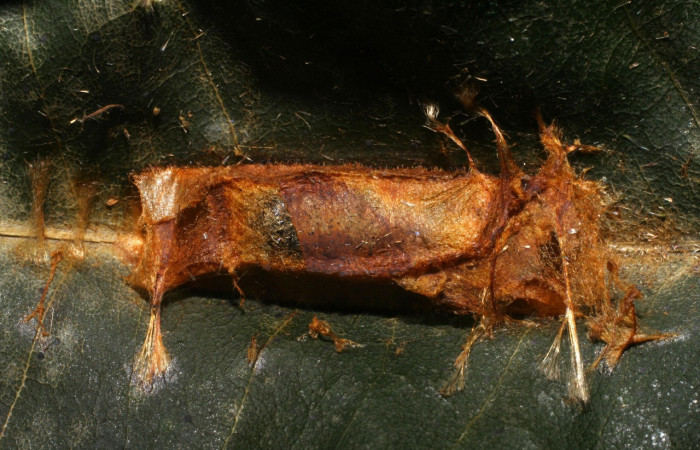 Figura 5. Capullo de <i>Chlamydastis christhompsoni</i> (Depressariidae), vista dorsal, localidad Tangelo, Sector Del Oro ACG (410m). Voucher: 09-SRNP-20242-DHJ450680.jpg.