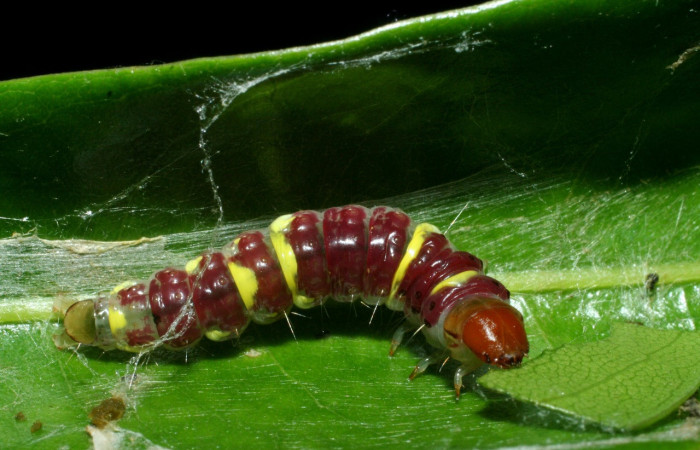 Figura 14. Larva <i>Chlamydastis</i> phytopteraEPR03 (Depressariidae), último estadío (U) vista dorsal, localidad Bullas Estación Biológica Quica, Sector Pitilla ACG (440m). Voucher: 09-SRNP-71014-DHJ457684.jpg.