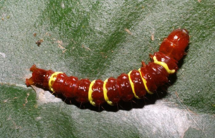 Figura 15. Larva <i>Chlamydastis</i> elenaulateae (Depressariidae), último estadío (U) vista dorsal, localidad Selva, Sector Rincón Rain Forest ACG (410m). Voucher: 10-SRNP-69595-DHJ474537.jpg.