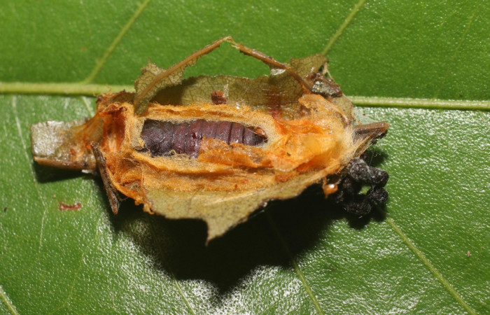 Figura 6. Pupa de <i>Chlamydastis christhompsoni</i> (Depressariidae), vista dorsal, localidad Quebrada Sucia, Sector San Cristóbal ACG (660m). Voucher: 18-SRNP-2428-DHJ705957.jpg.