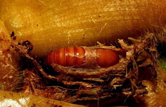 Fig. 8 Pupa de larva <i>Hilarographa</i> ribbeiDHJ02; vista dorsal entero, 10 mm de largo.  Voucher 11-SRNP-32721-DHJ484313.jpg.