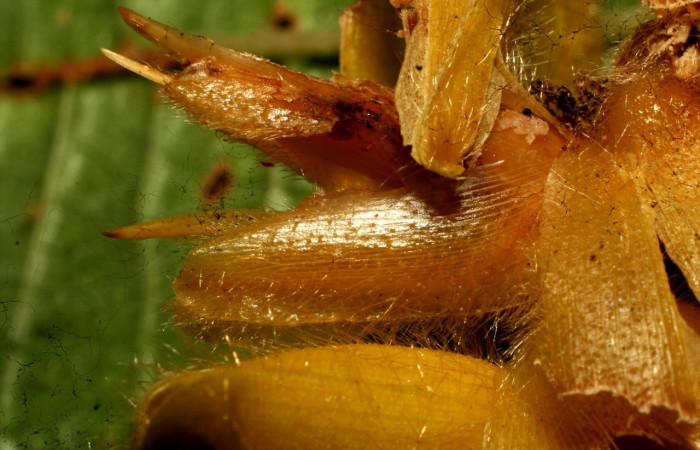 Fig. 3 <i>Calathea lasiostachya</i> (Marantaceae). Planta hospedera de larva <i>Hilarographa ribbei</i>.  Voucher 11-SRNP-32723-DHJ484320.jpg