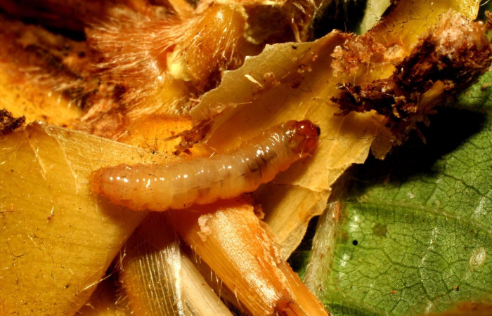  Fig. 1 Larva <i>Hilarographa ribbei</i> en penúltimo, estadio con 11mm de largo, localizada en el Sector Pitilla.  Voucher 11-SRNP-32723-DHJ484324.jpg. 