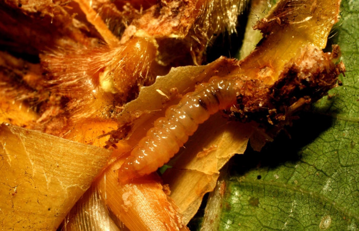 Fig. 4 Larva <i>Hilarographa ribbei</i> en penúltimo, estadio con 11mm de largo,localizada en el Sector Pitilla.  Voucher 11-SRNP-32723-DHJ484325.jpg