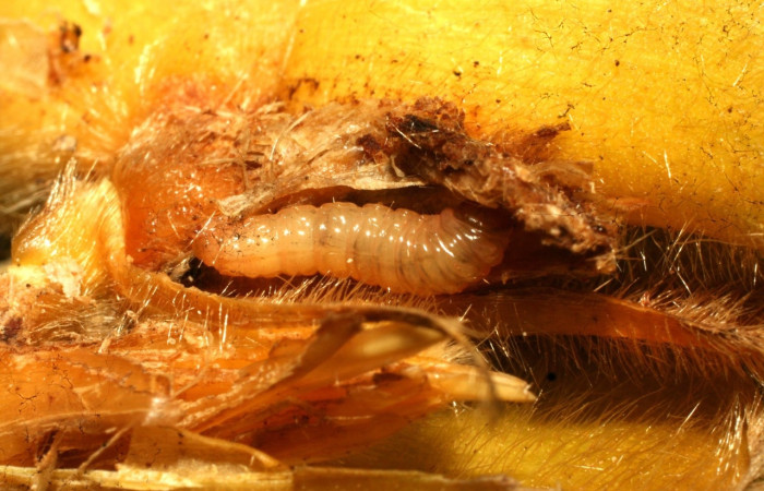 Fig. 7 Larva <i>Hilarographa ribbei</i>. En penúltimo estadio, 11 mm de largo, en planta hospedera <i>Calathea lasiostachya</i> .  Voucher 11-SRNP-32723-DHJ484328.jpg.