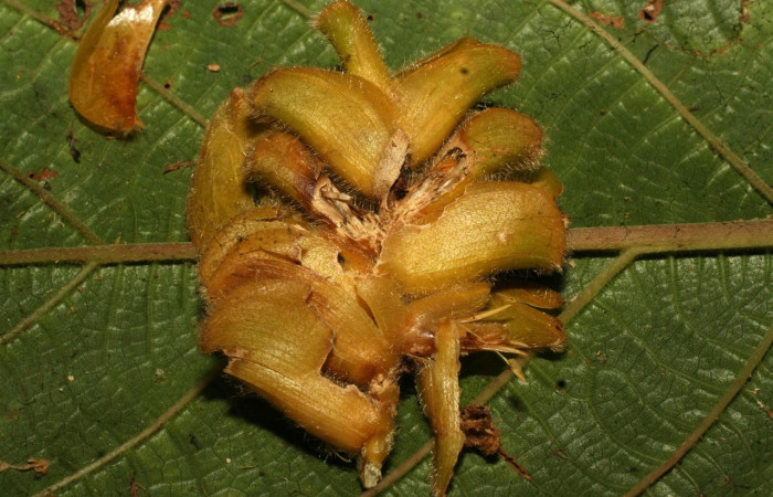 Fig. 2 <i>Calathea lasiostachya</i> (Marantaceae). Planta hospedera de larva <i>Hilarographa ribbei</i>.   Voucher 11-SRNP-32723-DHJ484329.jpg