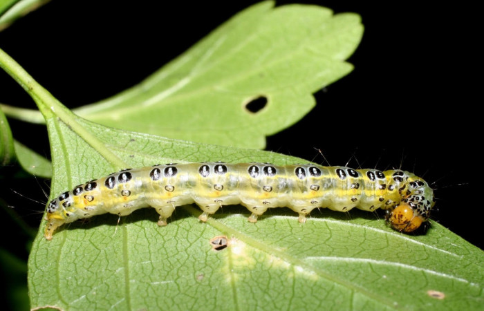 Fig.10 Vista lateral, <i>Epicorsia</i> avilalisDHJ01 (Crambidae), se colectó 06 Agosto 2009, Sector Mundo Nuevo, Camino Pozo Tres, 733mts.(09-SRNP-57124-DHJ460526.jpg)