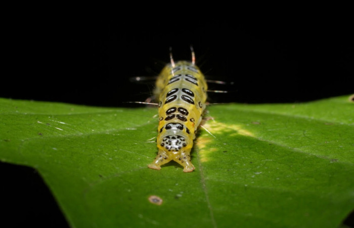 Fig.12 Vista tracera, <i>Epicorsia</i> avilalisDHJ01 (Crambidae), se colectó 06 Agosto 2009, Sector Mundo Nuevo, Camino Pozo Tres, 733mts. (09-SRNP-57124-DHJ460532.jpg)