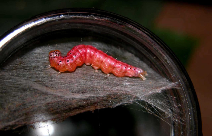 Fig.14 Prepupa, <i>Epicorsia</i> avilalisDHJ02 (Crambidae), hizo prepupa 23 Agosto 2005, Sector Cacao, Gongora Bananal, 600mts. (05-SRNP-47330-DHJ408044.jpg).