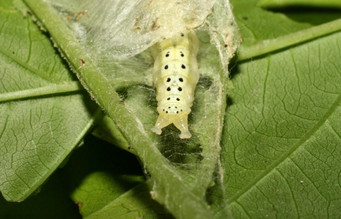 Fig.17 Vista trasera, <i>Epicorsia</i> avilalisDHJ04 (Crambidae), se colectó 01 Agosto 2017, Sector Cacao, Quebrada Otilio, 550mts.(17-SRNP-36122-DHJ734133.jpg).