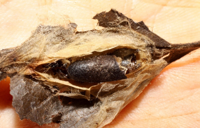 Fig.18 13 Observamos capullo vacío de <i>Casinaria</i> infestaDHJ01 (Ichneumonidae), parárasito en larva <i>Epicorsia</i>  avilalisDHJ01 (Crambidae), (09-SRNP-14923-DHJ469902.jpg).