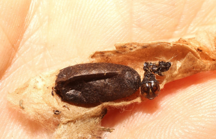 Fig.19 Observamos capullo de parásito <i>Casinaria</i> infestaDHJ01 (Ichneumonidae),con resto de larva <i>Epicorsia</i>  avilalisDHJ01 (Crambidae),(10-SRNP-56091-DHJ800237.jpg).