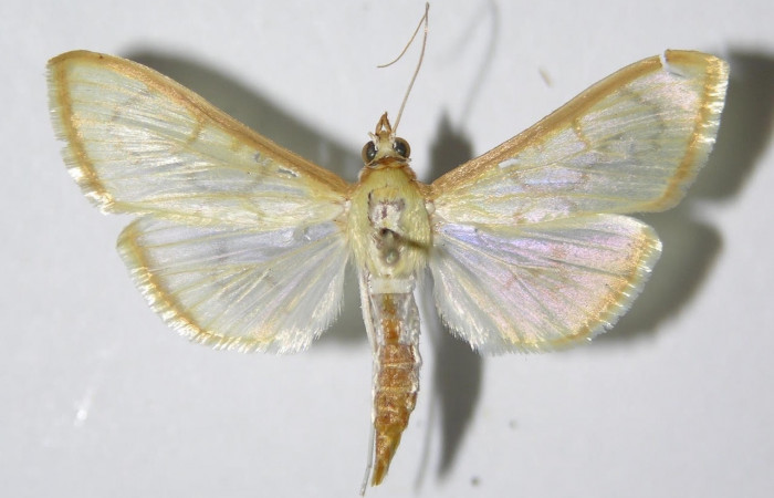 Fig.1 Vista dorsal macho <i>Epicorsia</i> avilalisDHJ01 (Crambidae), eclosionó 10 Octubre 1992, Sector Santa Rosa, Cafetal 280 mts. (92-SRNP-5367-DHJ332434).