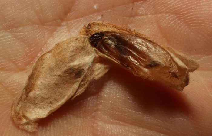 Fig.21 Observamos capullo de <i>Cremnops violaceipennis</i> (Braconidae), parásito en larva <i>Epicorsia</i>  avilalisDHJ02 (Crambidae ),(11-SRNP-56078-DHJ804025.jpg)