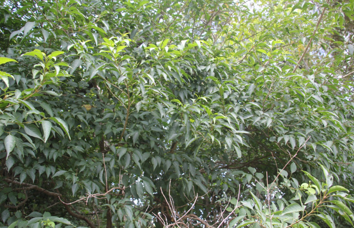 Fig.22 Fig.7 Planta <i>Citharexylum costaricense</i> (Verbenaceae):, hospedera <i>Epicorsia</i> avilalisDHJ01 (Erebidae): Sector Pailas, Pozo 5, Foto, Eleth cantillano 31 Agosto 2022.  