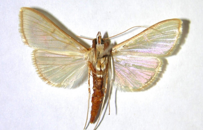 Fig.6 Vista ventral <i>Epicorsia</i> avilalisDHJ03 (Crambidae), eclosionó 13 Abril 1999, Sector San Cristóbal, Bosque Trampa Malaise, 815 mts.(99-SRNP-4803-DHJ368659).