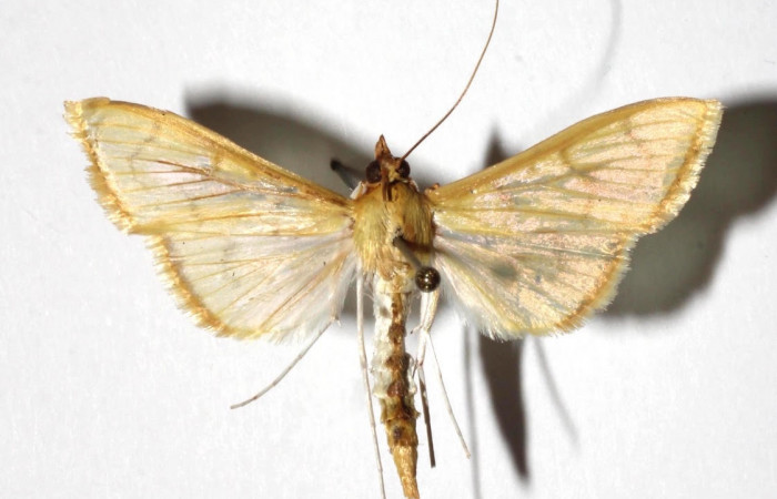 Fig.7 Vista dorsal <i>Epicorsia</i> avilalisDHJ04 (Crambidae), eclosionó 21 junio2017, Sector Cacao, Quebrada Otilio, 550 mts. (17-SRNP-36122-DHJ934264).