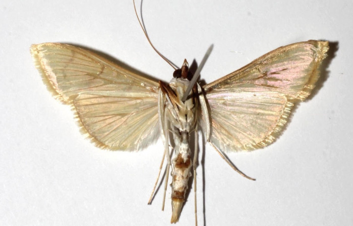 Fig.8 Vista ventral <i>Epicorsia</i> avilalisDHJ04](Crambidae), eclosionó 21 junio2017, Sector Cacao, Quebrada Otilio, 550 mts.(17-SRNP-36122-DHJ934265).