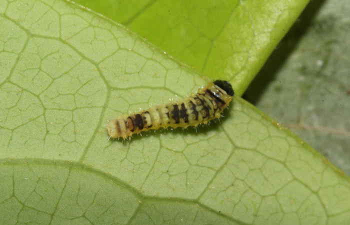 Figura 3. Larva <i>Eurytides pausanias</i> (Papilionidae). Posición entero dorsal en la hoja de la planta <i>Annona amazonica</i> (Annonaceae). 17-SRNP-32186-DHJ740315.jpg.