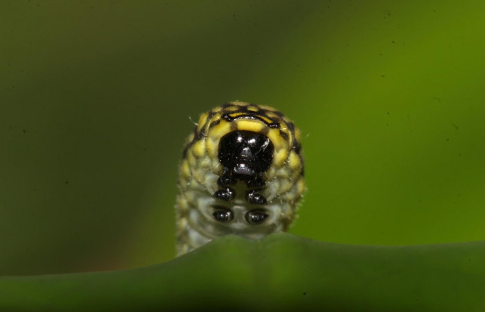 Figura 8. Larva <i>Eurytides pausanias</i> (Papilionidae). Posición cabeza en la hoja de la planta <i>Annona amazonica</i> (Annonaceae). 17-SRNP-32194-DHJ740320.jpg.