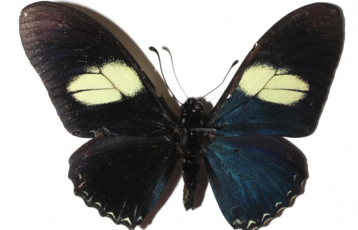 Figura 1. Adulto de <i>Eurytides pausanias</i> (Papilionidae). Área de Conservación Guanacaste, Sector Santa Rosa.17-SRNP-32194-DHJ932264.