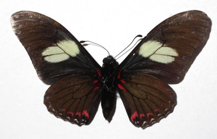 Figura 11. Adulto de <i>Eurytides pausanias</i> (Papilionidae). Área de Conservación Guanacaste, Sector Santa Rosa. 17-SRNP-32197-DHJ932263.