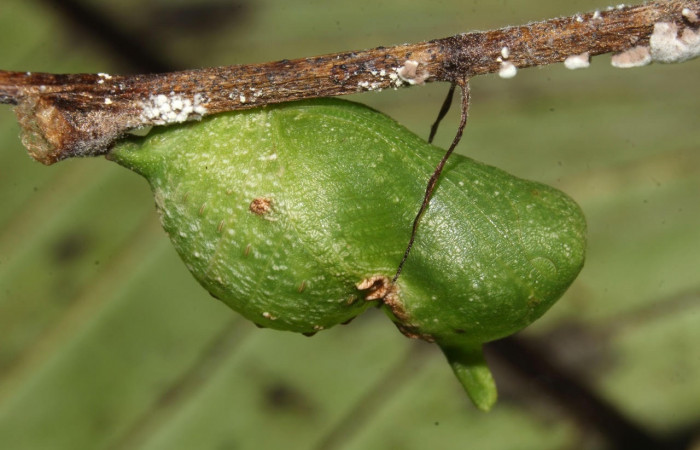 Figura 9. Pupa de <i>Eurytides pausanias</i> (Papilionidae). En la rama de la planta hospedera <i>Annona amazonica</i> (Annonaceae). 17-SRNP-32198-DHJ740578.jpg.