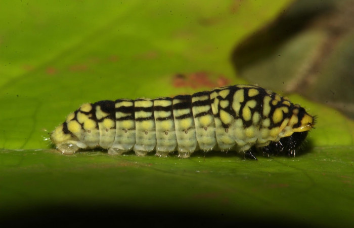 Figura 5. Larva <i>Eurytides pausanias</i> (Papilionidae). Posición entero lateral en la hoja de la planta <i>Annona amazonica</i> (Annonaceae). 17-SRNP-32200-DHJ740322.jpg.