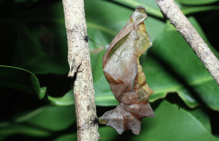Fig. 12 Pupa recientemente eclosionada <i>Parides photinus</i> (Papilionidae) (18-SRNP-20169-DHJ710971). 15 de Mayo 2018, Cañón Rio Mena Sector Del Oro.