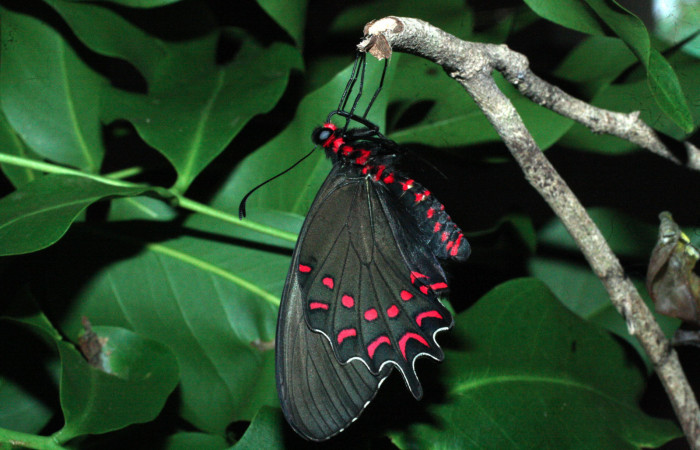 Fig. 13 Adulto de <i>Parides photinus</i> (Papilionidae) (18-SRNP-20169-DHJ710969). 15 de Mayo 2018, Cañón Rio Mena Sector Del Oro.