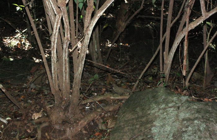 Fig. 15 Tallos de <i>Aristolochia arborea</i> (Aristolochiacea). 16 de Abril 2018, Cañón Rio Mena Sector Del Oro. Fotografías. Roster Moraga Medina.