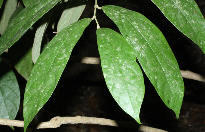 Fig. 16 As de hojas <i>Aristolochia arborea</i> (Aristolochiacea). 16 de Abril 2018. Cañón Rio Mena Sector Del Oro, 06 de Abril 2018. Cañón Rio Mena Sector Del Oro. Fotografías. Roster Moraga Medina.
