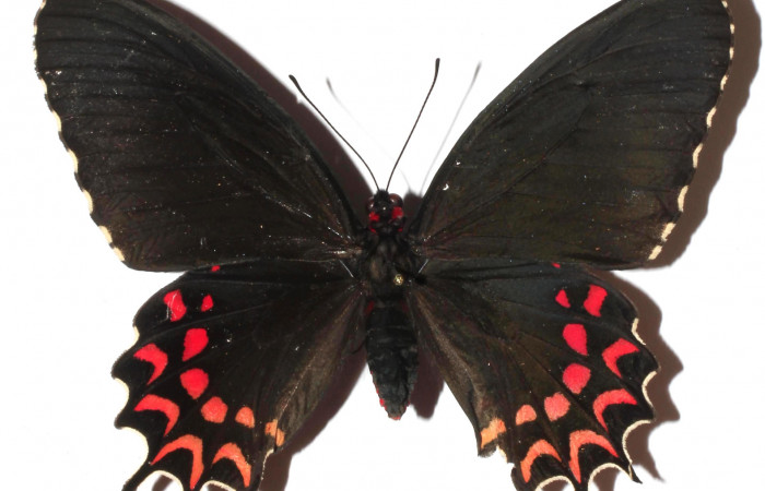 Fig. 1 Vista dorsal de <i>Parides photinus</i>  (Papilionidae) (17-SRNP-20592-DHJ925666).